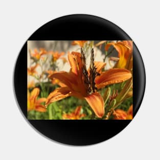 Beautiful photograph of a butterfly on an orange lily flower Pin