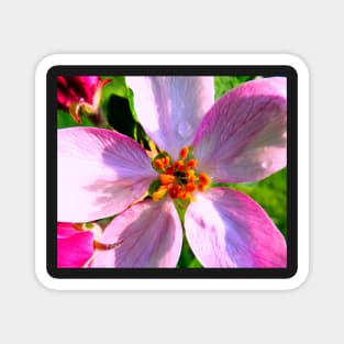 Crabapple Blossoms Photo Print Magnet