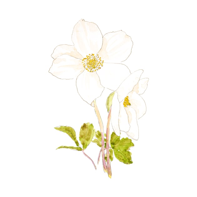 white hellebore flowers ink and watercolor by colorandcolor