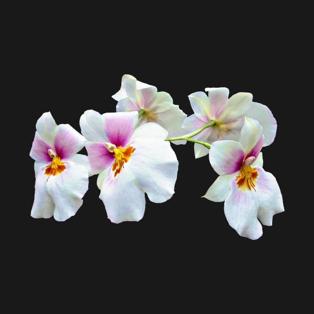 Orchid Miltoniopsis Florentine by SusanSavad