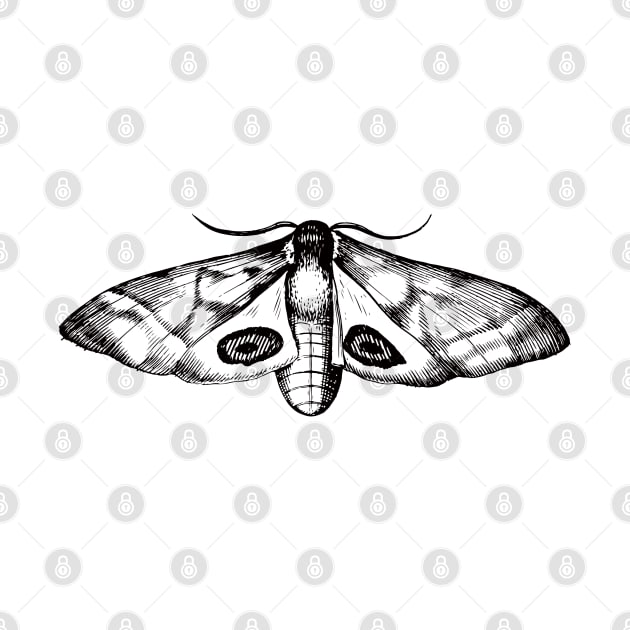 Dramabite Vintage moth illustration by dramabite