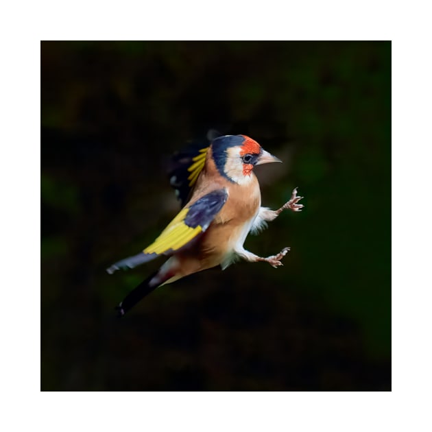 European goldfinch (Carduelis carduelis) by GrahamPrentice