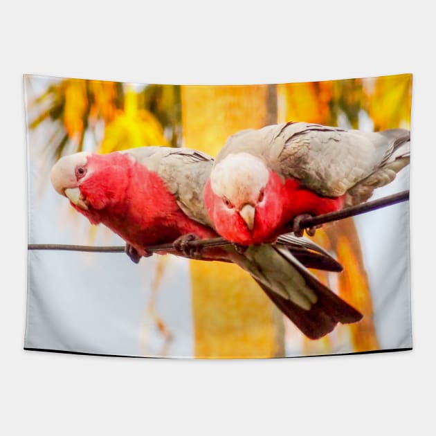 Galahs Tapestry by Upbeat Traveler