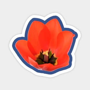 Red tulip Magnet