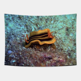 Chromodoris joshi nudibranch Tapestry