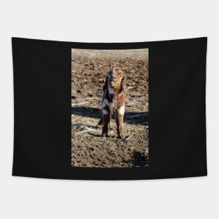 Rocky the Baby Goat Tapestry