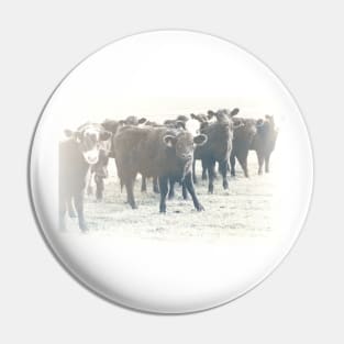 Cows In A Row textured photograph Pin