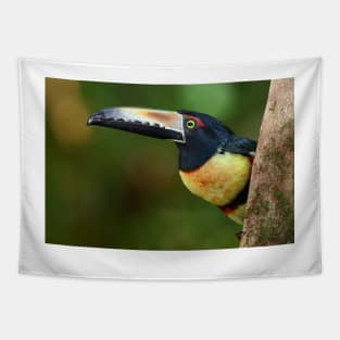 Collared Aracari (Pteroglossus torquatus) Costa Rica Tapestry