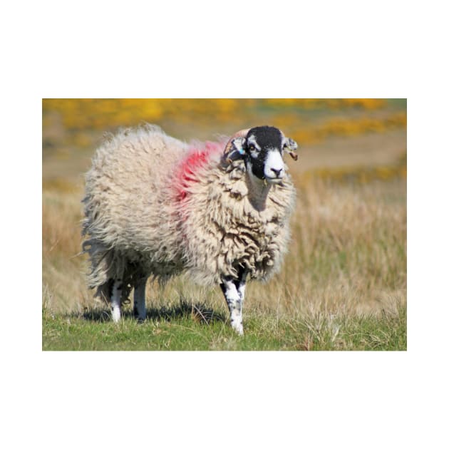 Swaledale Sheep on the Fells by Furtographic