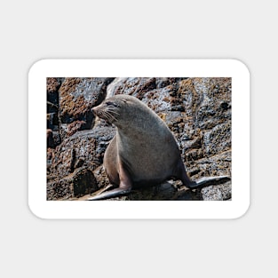 Australian Fur Seal 2 Magnet