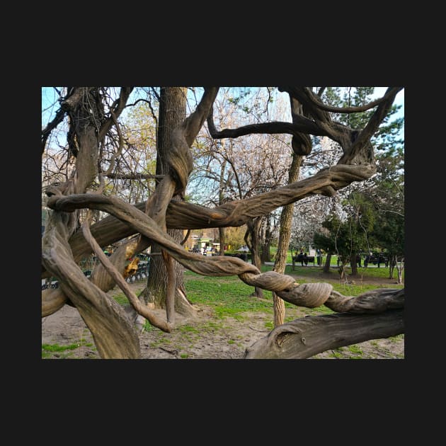 Bucharest Park Capture - Cismigiu Gardens Old Twisted Tree by Marian Voicu