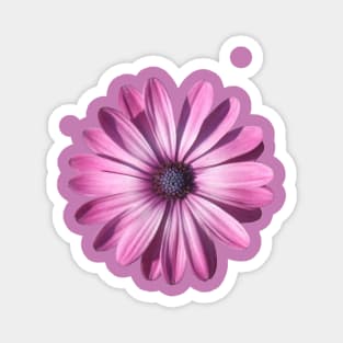 Spectacular African Daisy Isolated Magnet