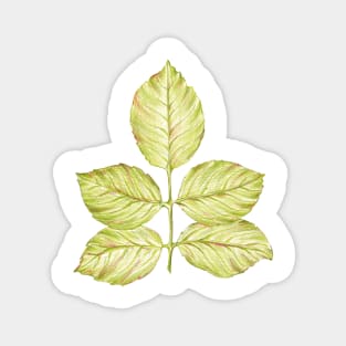 Green rose leaf Magnet