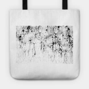 Cerebral cortex nerve cells (C018/0062) Tote