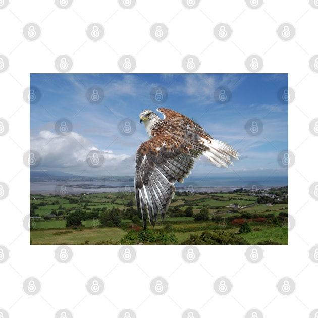 The Red-tailed Hawk over Dungarvin Bay by declancarr