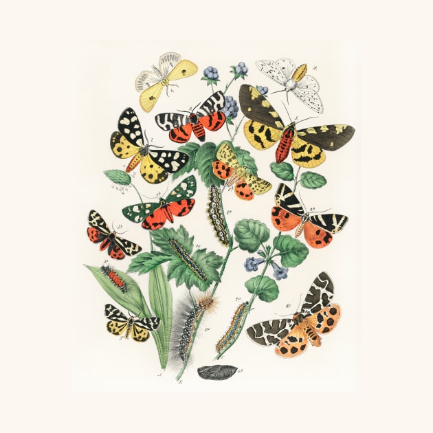 A kaleidoscope of fluttering butterflies and caterpillars (1882) by WAITE-SMITH VINTAGE ART