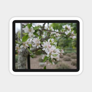 Cherry Blossom flowers white and pink Magnet