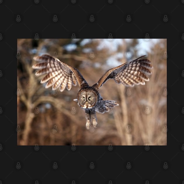 Great Grey Owl swoops down by Jim Cumming