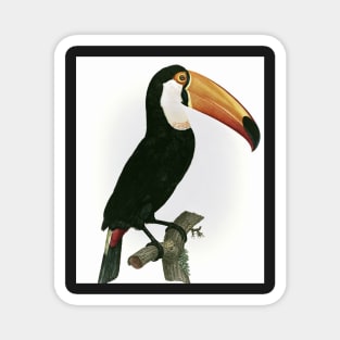 Toco toucan from Histoire Naturelle des Oiseaux de Paradis et Des Rolliers Magnet
