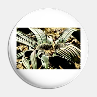 Welwitschia Plant Pin