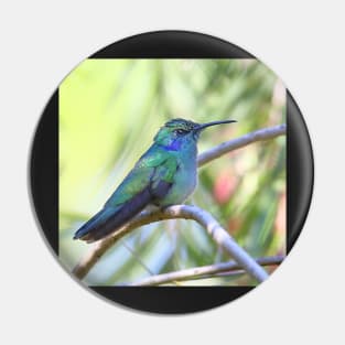 Green Violetear Hummingbird Pin