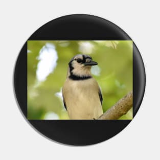 Portrait of  a BlueJay Pin