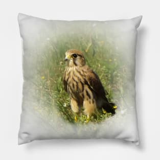 Common kestrel Pillow