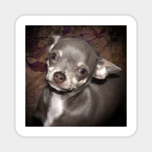 Loveable Cheeky Cute Chihuahua Face art Magnet