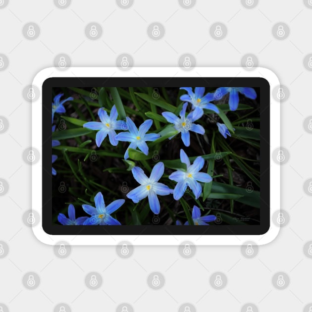 Scilla Flowers In The Morning Magnet by machare