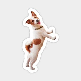 Jack Russell Terrier Magnet