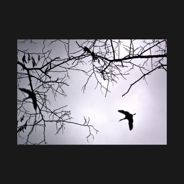 Flying Backlit Sandhill Crane (Grus canadensis) by 1Redbublppasswo