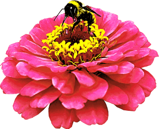 Zinnia and the Bee Magnet