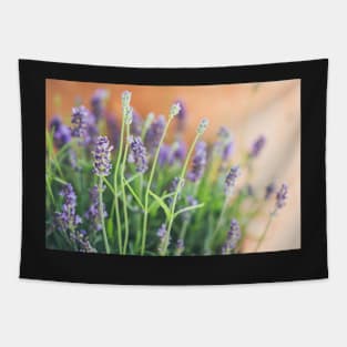 Lavender flowers in front of terracotta pot Tapestry