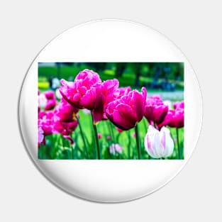 Pink tulips closeup Pin