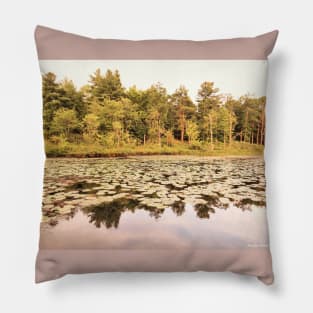 Water Lilies - Golden - Frontenac Provincial Park Pillow