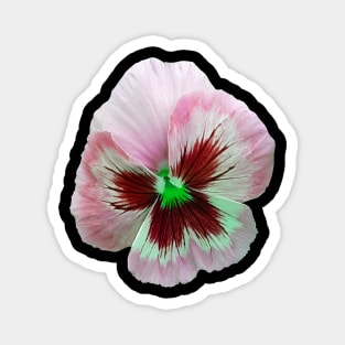 Pretty Pink Pansy Magnet