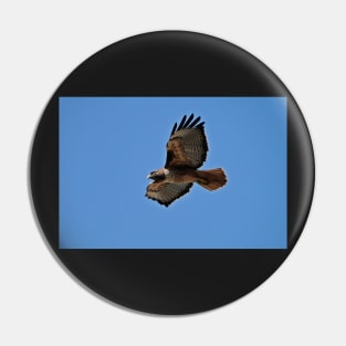 Western Red Tailed Hawk Pin