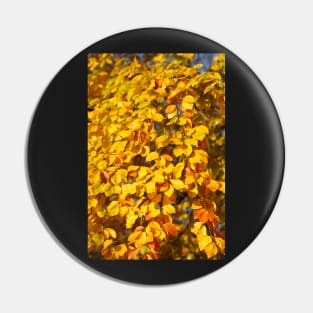 Autumn leaves, leaf color, beech, tree Pin