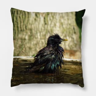 Common Starling In A Bird Bath Pillow