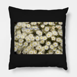 White Wildflower (Verticordia hueglii) Western Australia Pillow