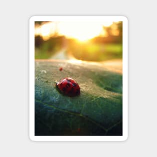 Ladybug Sunburst Magnet