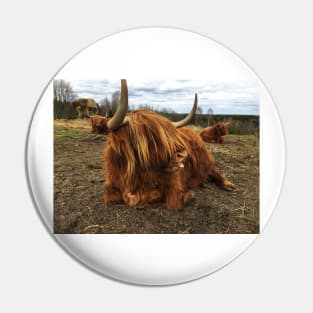 Scottish Highland Cattle Cow 2387 Pin