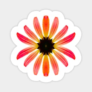 Pretty Multicolored Daisy Magnet