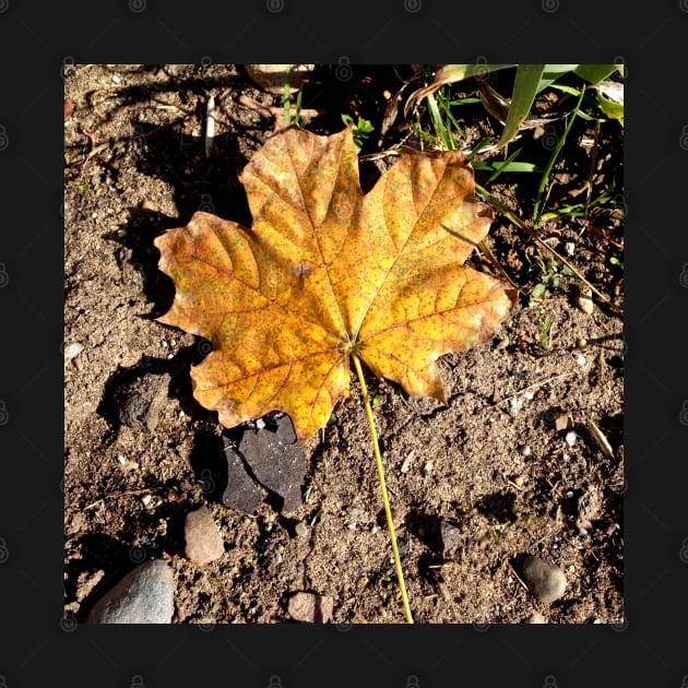 Golden Autumn Maple Leaf by ConniSchaf