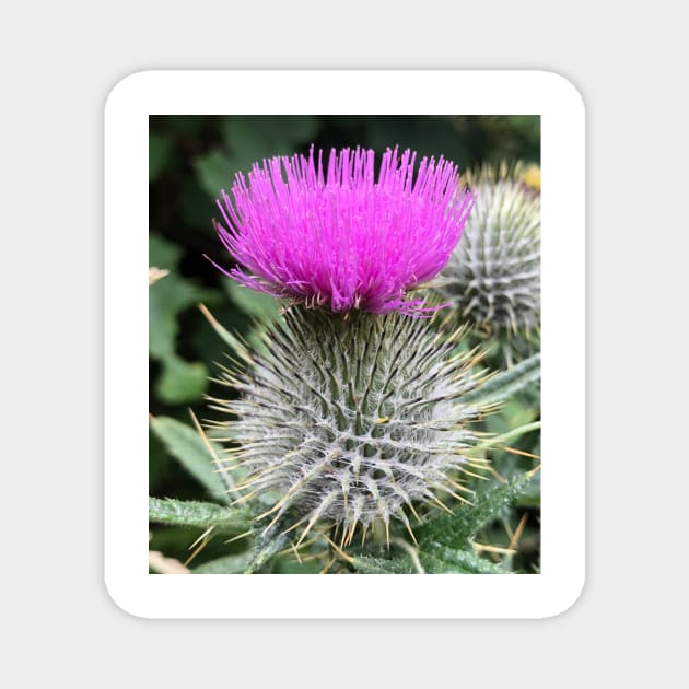 scottish thistle with beautiful purple head Magnet by acolename1