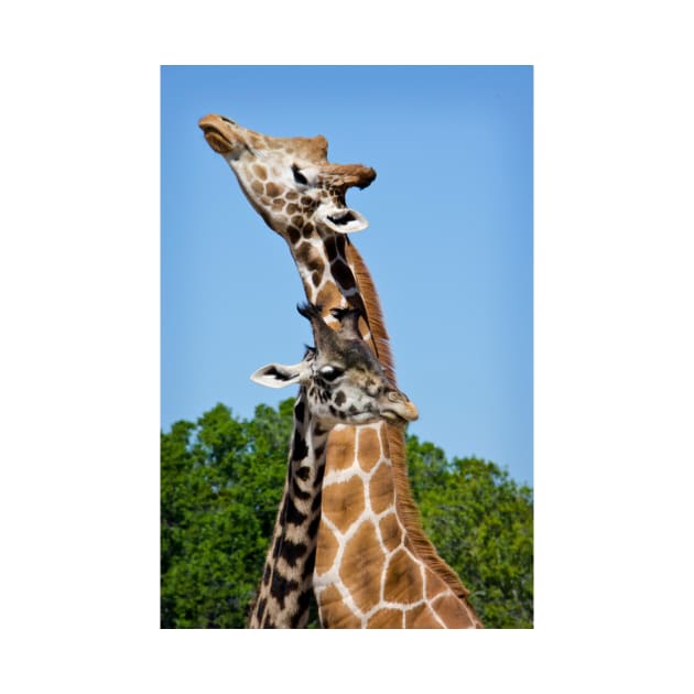 Giraffes by StacyWhite