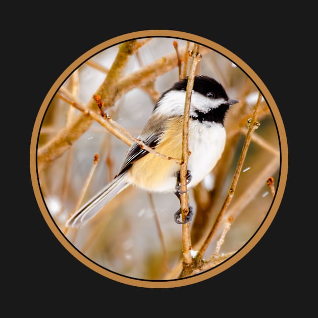 Black-Capped Chickadee Photograph by Alpen Designs