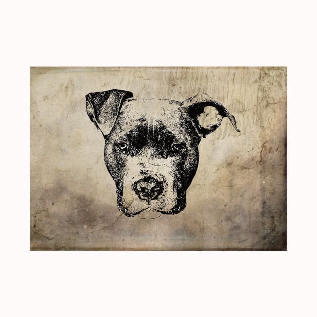 American Pit Bull by DoggyStyles