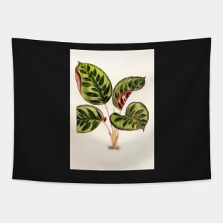 Calathea makoyana - Botanical illustration Tapestry