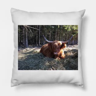 Scottish Highland Cattle Cow 2333 Pillow